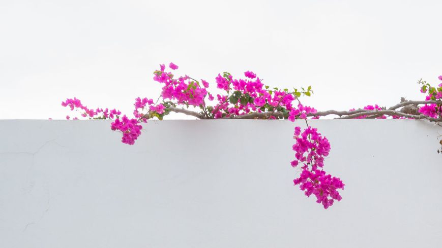 Buganvilla apartamento Menorca